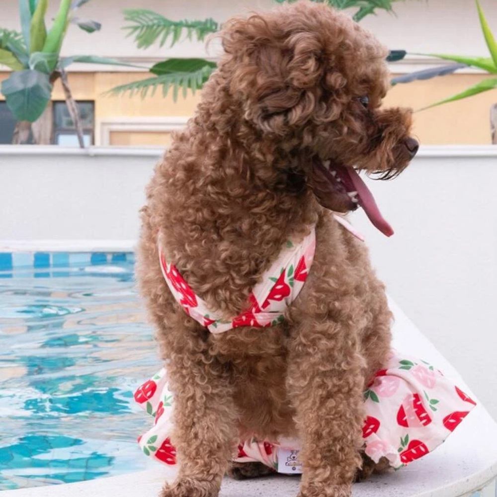 🍓 Adorable Strawberry Fruit Themed Doggie Bikini Swim Sun Suit 🍓